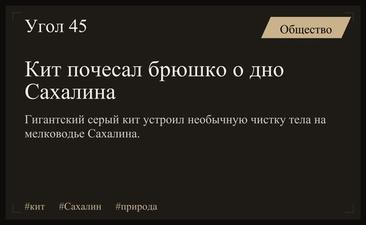 Гигантский серый кит устроил необычное зрелище у берегов Сахалина