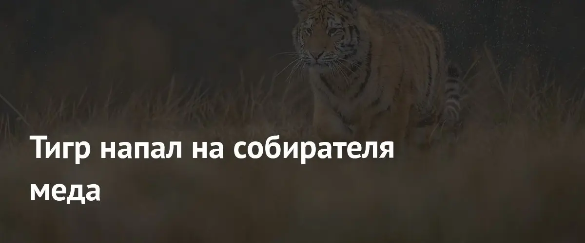 Тигр напал на 48-летнего сборщика дикого меда в индийском мангровом лесу