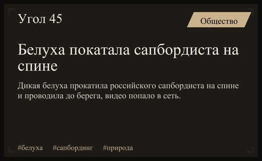 Дикая белуха покатала сапбордиста на спине и проводила до берега