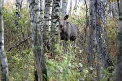 Дикие лоси все чаще выходят к жителям Москвы и Подмосковья