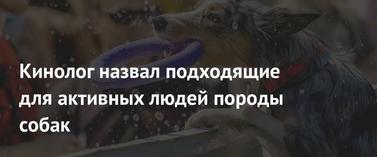 Кинолог назвал породы собак для активных владельцев