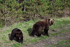 Минприроды России вводит запрет на доступ медведей к пищевым отходам