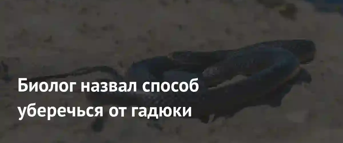 Биолог из Нижнего Новгорода рассказал как избежать встречи с гадюкой