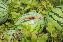 Биологи нашли необычный способ борьбы с испанскими слизнями на дачных участках