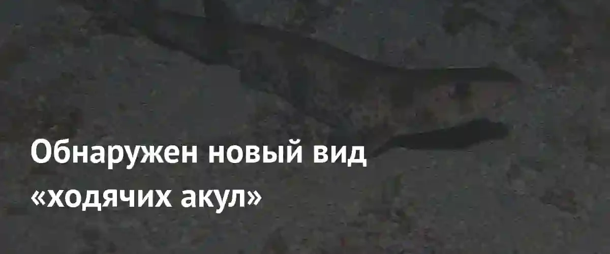 Биологи обнаружили у берегов Папуа — Новой Гвинеи уникальный вид ходячих акул