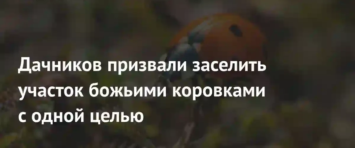 Экологичный метод защиты урожая: как привлечь божьих коровок на дачный участок