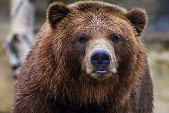 Эксперты дали важные советы по выживанию при встрече с медведем