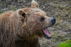 Эксперты объяснили причины участившихся нападений медведей на жителей российских регионов