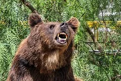 Эксперты объяснили резкое увеличение числа встреч россиян с дикими медведями