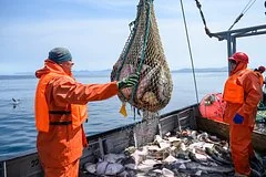 Экспорт российского рыбного золота в Бразилию вырос в четыре раза