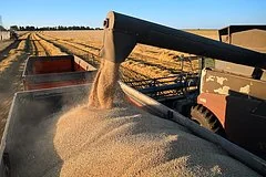 Экспорт российской пшеницы может рухнуть до минимума за шестнадцать лет