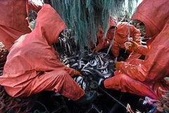 Экспорт российской рыбы в Китай достиг рекордных трех миллиардов долларов