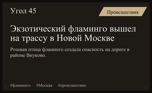 Экзотический фламинго устроил опасную прогулку по оживленной трассе в Новой Москве