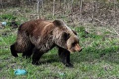 Глобальный рост популяции бурого медведя угрожает безопасности людей во всем мире