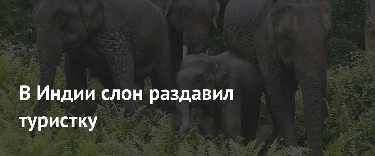 Слон в парке Карнатаки убил 33‑летнюю туристку, начав расследование