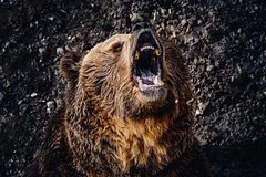 В Слюдянском районе Иркутской области отменили уличные линейки из-за медведей
