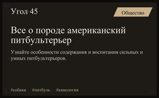 Американский питбультерьер: уникальное сочетание атлетизма и преданности в современном мире