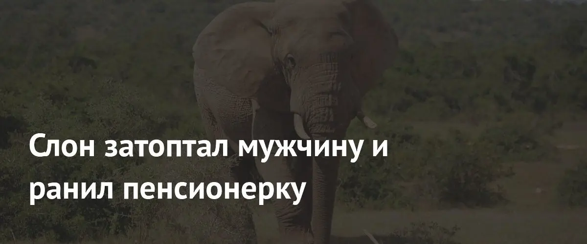 В Индии слон насмерть затоптал мужчину и ранил пенсионерку