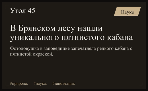 Уникальная находка в Брянском лесу: фотоловушка запечатлела редкого кабана-далматинца