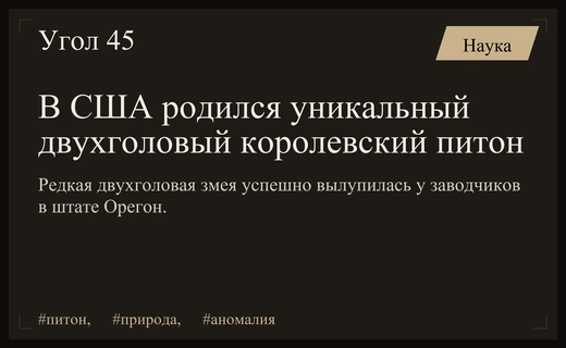 Уникальное природное чудо: в США родился двухголовый королевский питон