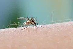 Почему комары выбирают определенных жертв: ученые раскрыли главные факторы притяжения