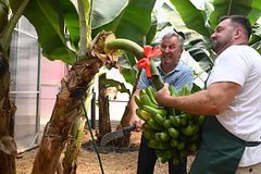 В Сочи собран первый в истории России урожай экзотических бананов