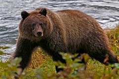 Ночной кошмар в Колорадо: медведь ворвался в спальню к несовершеннолетней девушке
