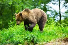 В одиннадцати районах Тувы введен режим повышенной готовности из-за медведей