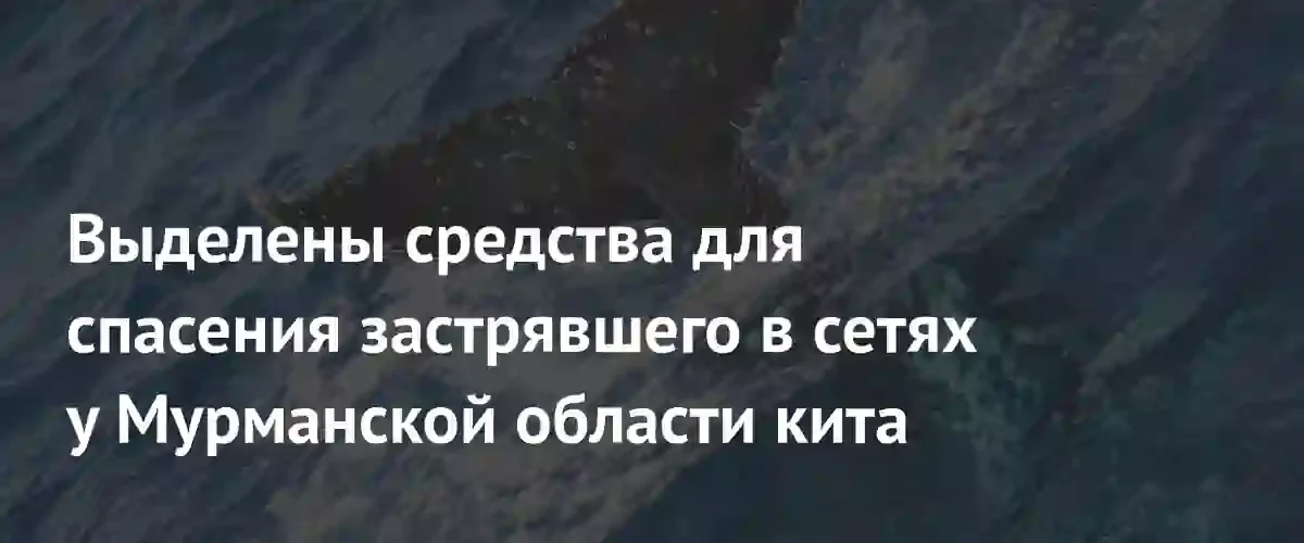 Фонд защитников природы выделил средства на спасение горбатого кита