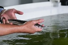 Морское рыбоводство возглавило рейтинг самых высокооплачиваемых сфер деятельности в России