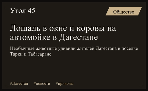 Лошадь в окне и коровы на автомойке: необычные происшествия в Дагестане