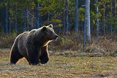 Москвич выжил после нападения медведя в Туве, нарушив запрет на посещение тайги