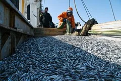 Росрыболовство прогнозирует стабильность рынка рыбы вопреки снижению вылова лососевых