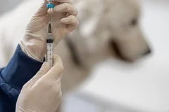Россельхознадзор распорядился уничтожить подозрительную партию ветеринарной вакцины Мультикан-8