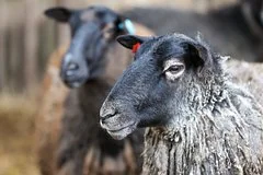 Россельхознадзор вводит временный запрет на ввоз овец и коз из Балкан