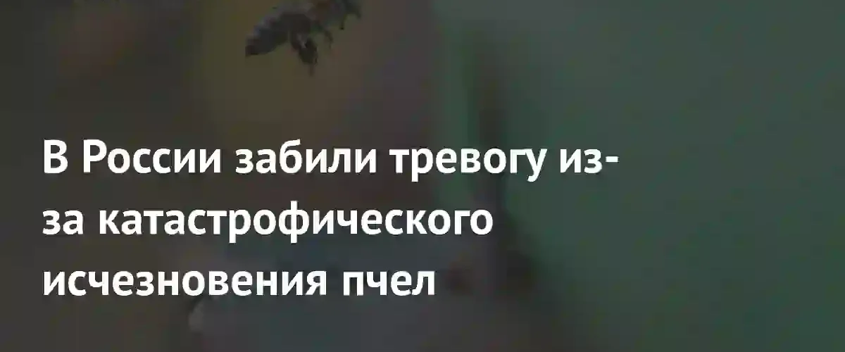 В России численность пчелиных семей сократилась более чем в два раза