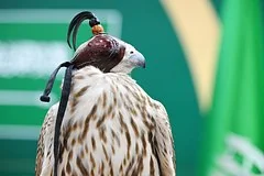Россия внедряет новую государственную стратегию по сохранению редкого сокола балобана