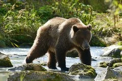 Россиян предупредили о повышенной опасности встреч с голодными медведями-шатунами