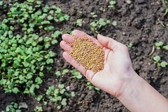 Российские производители получили доступ к экспорту горчицы на рынок Китая