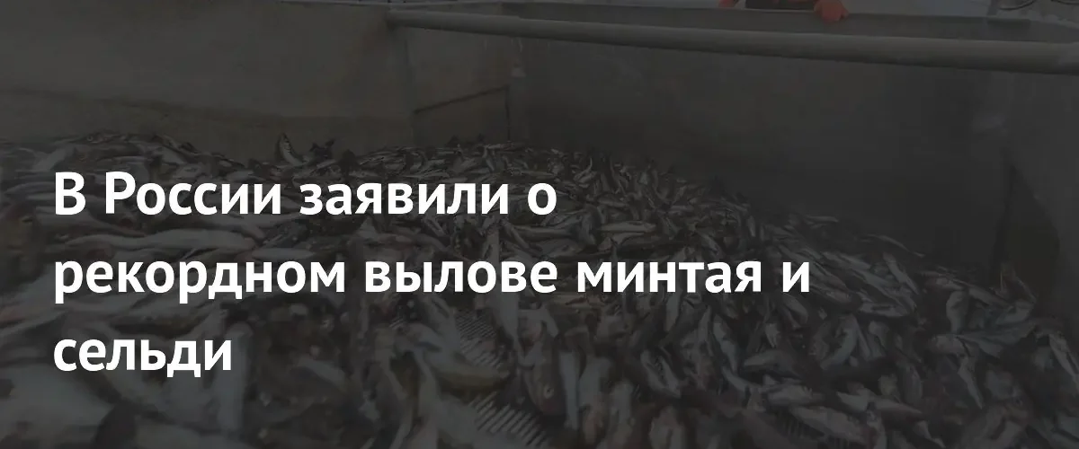 Российские рыболовы установили исторические рекорды по вылову сельди и минтая