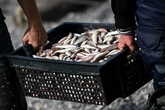 Российский рыбный экспорт переориентируется на рынки стран БРИКС с потенциалом в два миллиарда долларов