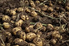 Российский рынок переходит на отечественный картофель на фоне падения импорта из Китая