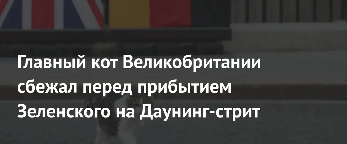 Кот Ларри покинул Даунинг-стрит перед важными переговорами Владимира Зеленского