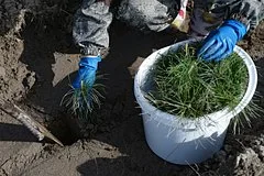 В Новосибирской области восстановлен лесной массив после масштабного пожара