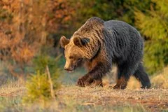 Опасная встреча в тайге: голодный медведь напал на пожилую отшельницу