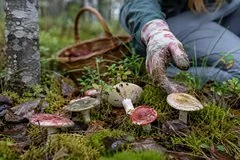 Опасные двойники в лесу: эксперты предупредили россиян о риске отравления грибами