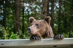 Опасный медведь атаковал школу в Иркутской области и был ликвидирован