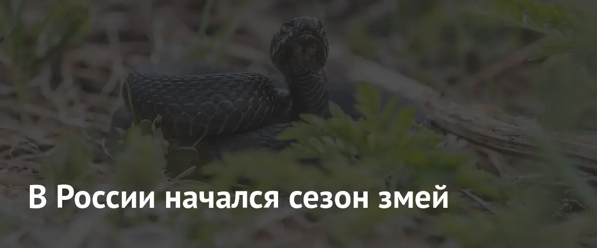 Специалисты предупреждают об активизации змей в регионах России этим летом