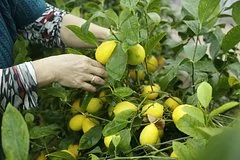 Японская айва станет доступной альтернативой лимону для садоводов Сибири и Урала