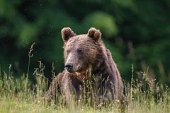 Трагедия на Камчатке: дикий медведь напал на сторожа в Усть-Камчатске